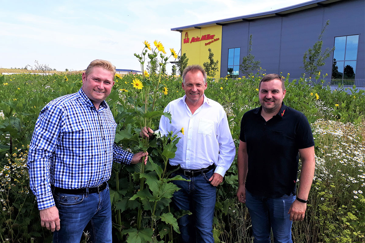 Ein gelbes Blütenmeer für Bienen | Silphiepflanze macht es möglich Ein gelbes Blütenmeer für Bienen | Silphiepflanze macht es möglich
