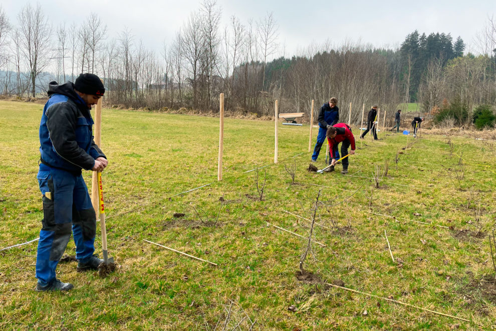 Azubi-Pflanzaktion bei Brüchlins